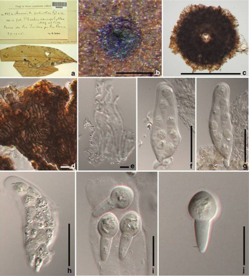 fig 37 - Faces Of Fungi