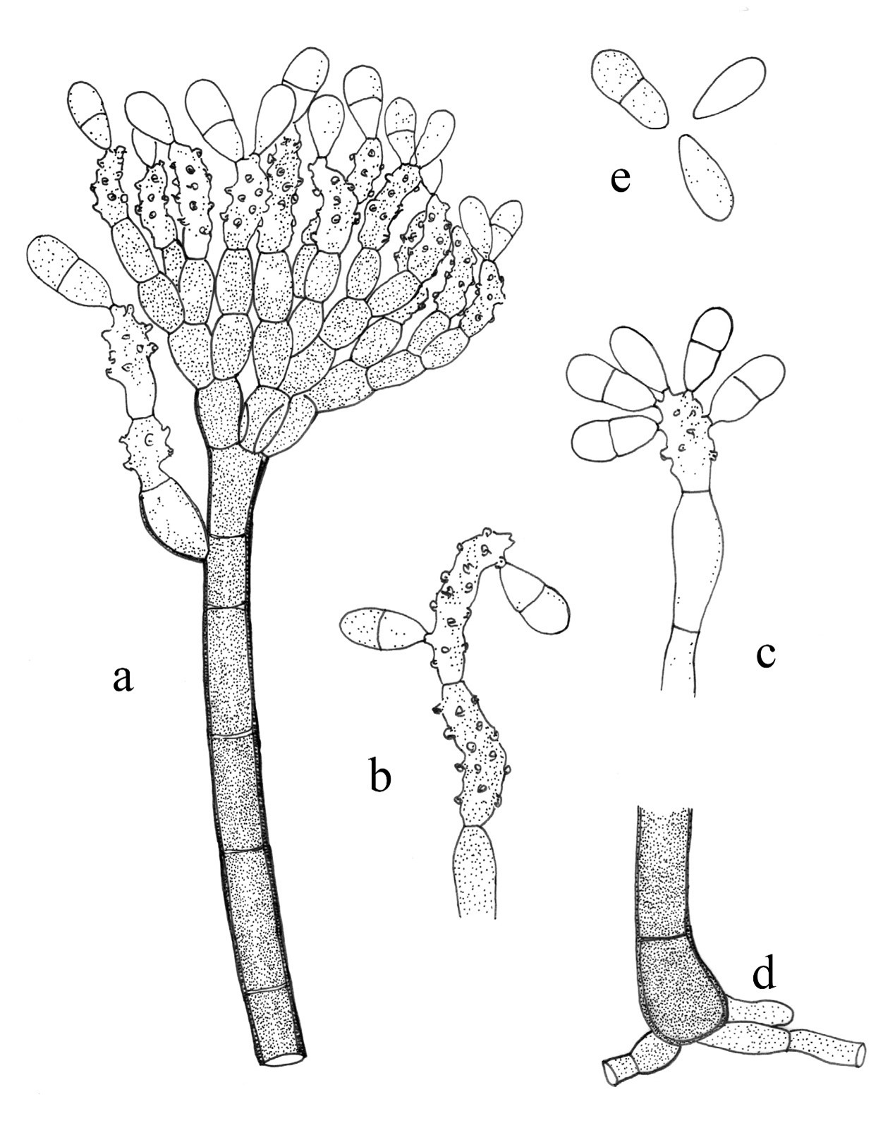 Thysanorea papuan - Facesoffungi number: FoF 02731 - Faces Of Fungi